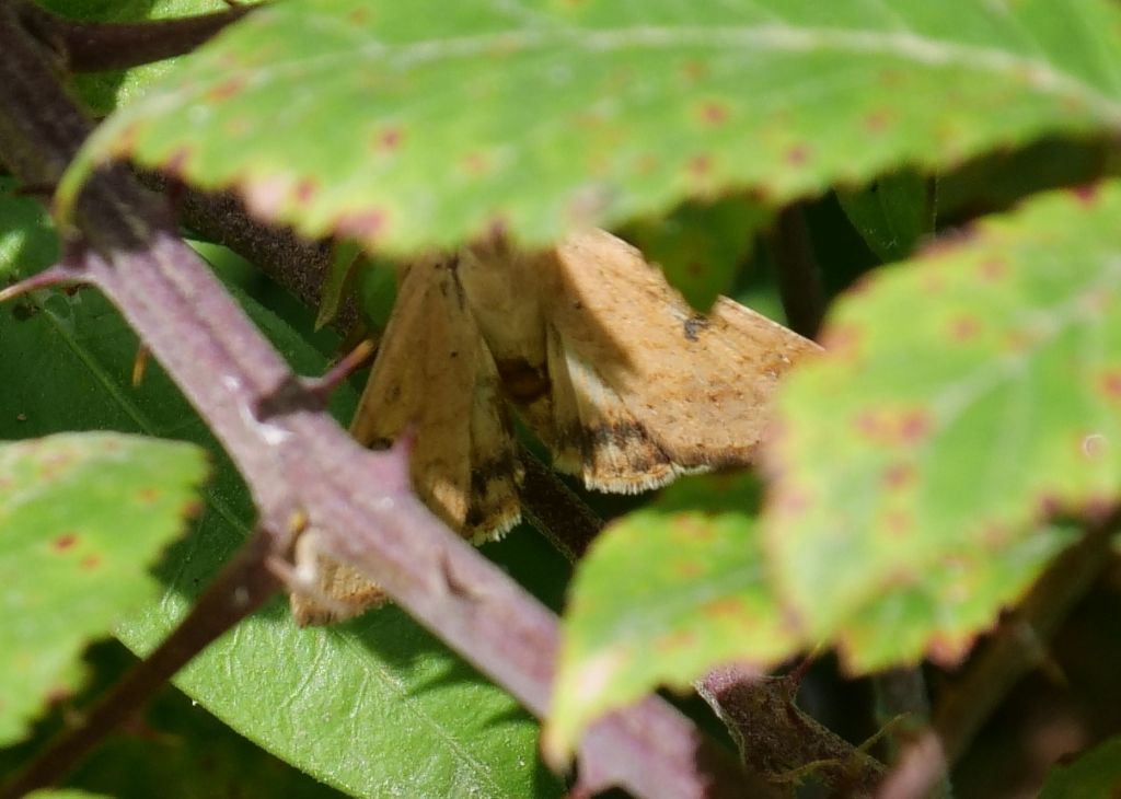 Falena da identificare